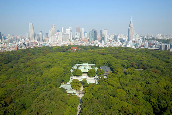 harajukuforest