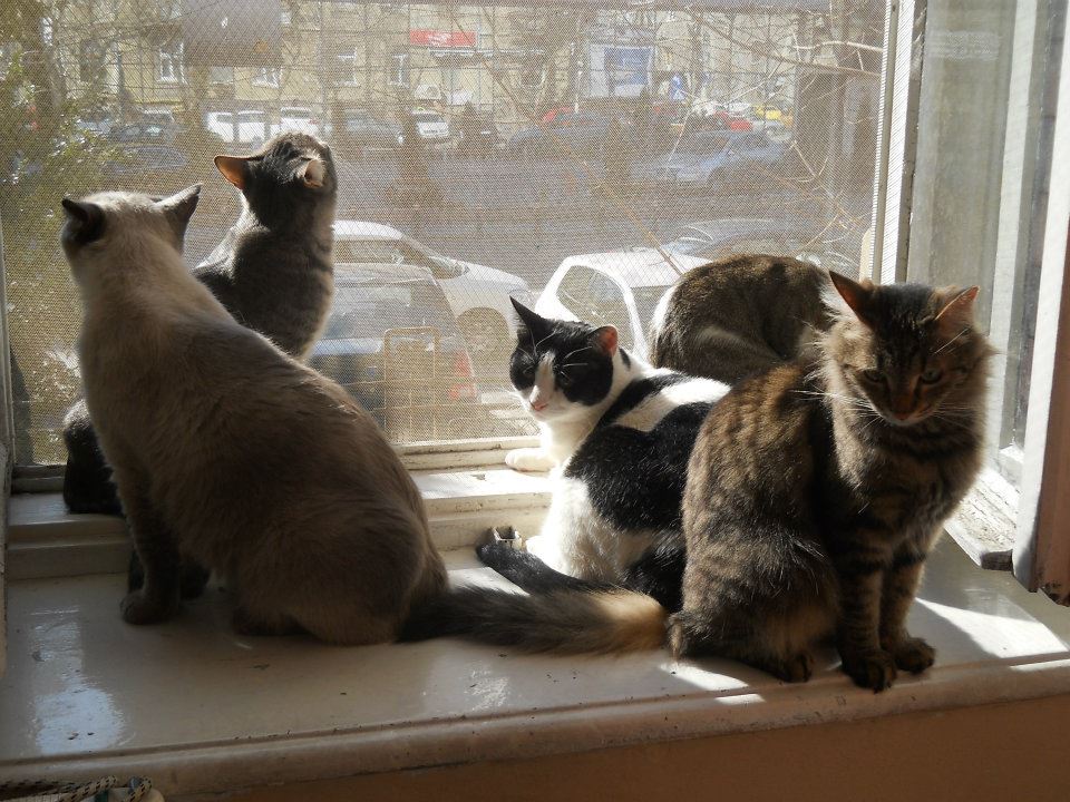 Nuami Dinescu code noir style 