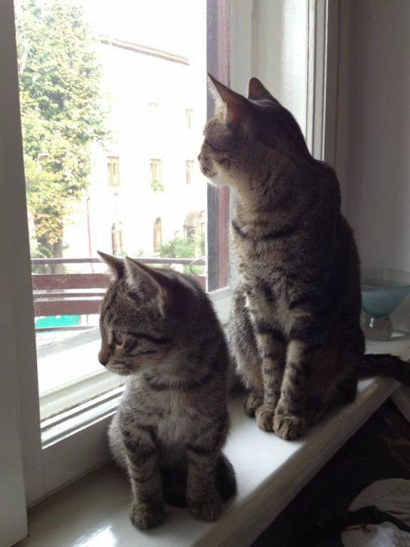 Catsby petula code noir style cats