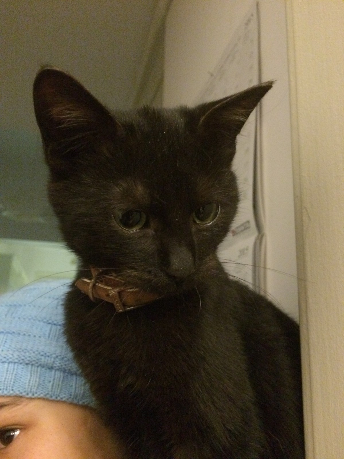 black cat code noir style