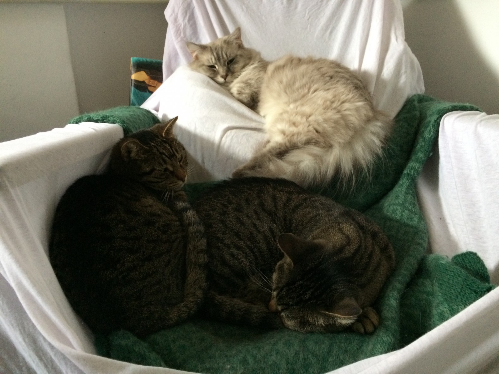 Tedy, Catsby si Petula 