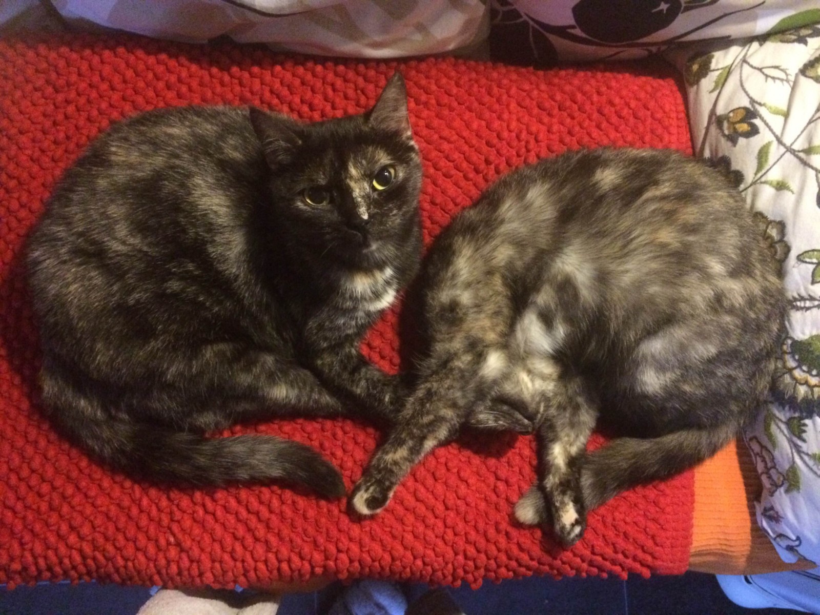 pisici code noir style