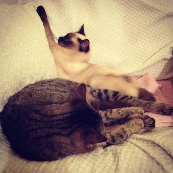 catsby birmy code noir style