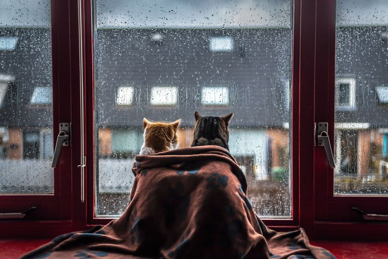 Cats window